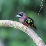 Banded Broadbill (image by Yeo Siew Teck)