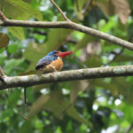 Banded Kingfisher (image by Yeo Siew Teck)