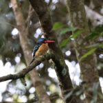 Banded Kingfisher (image by Yeo Siew Teck)