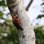 Banded Woodpecker (image by Yeo Siew Teck)