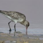 Bar-tailed Godwit (image by Hannu Jännes)