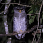 Barred Eagle-Owl (image by Yeo Siew Teck)