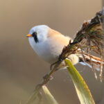 Bearded Tit (image by János Oláh)