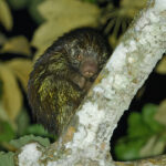Bicolored Spined Porcupine (image by Leonardo Garrigues)