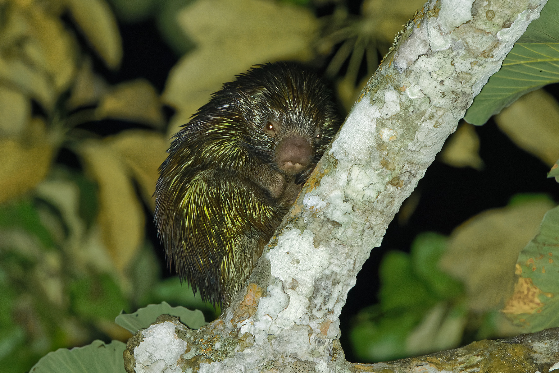 Bicolored Spined Porcupine (image by Leonardo Garrigues)