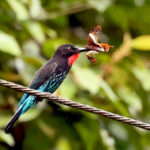 Black Bee-eater (image by Phillip Edwards)