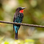 Black Bee-eater (image by Phillip Edwards)