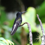 Black Jacobin (image by Fito Downs)