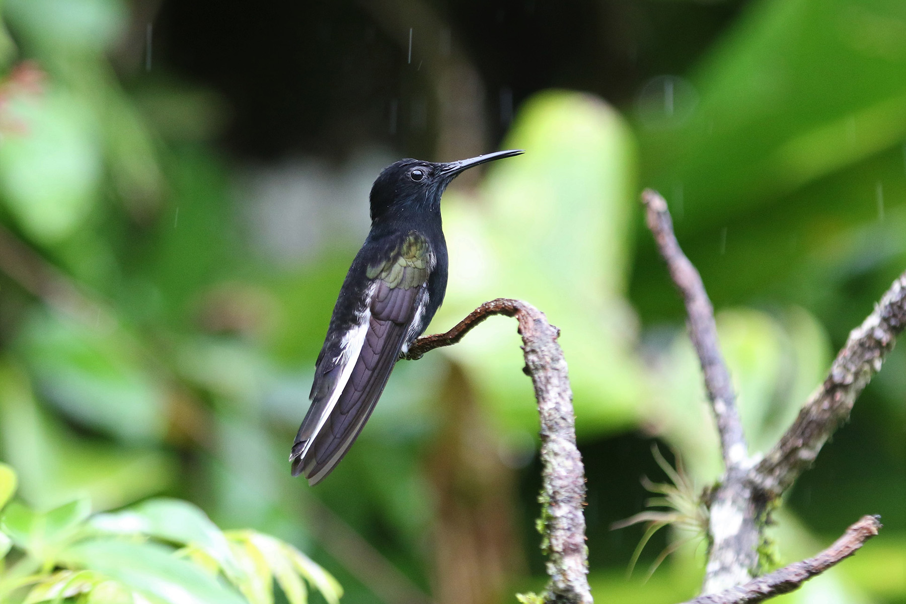 Black Jacobin (image by Fito Downs)