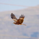 Black Kite (image by Garry Taylor)