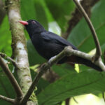 Black Oriole (image by Yeo Siew Teck)
