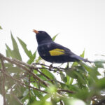 Black-and-gold Cotinga (image by Fito Downs)