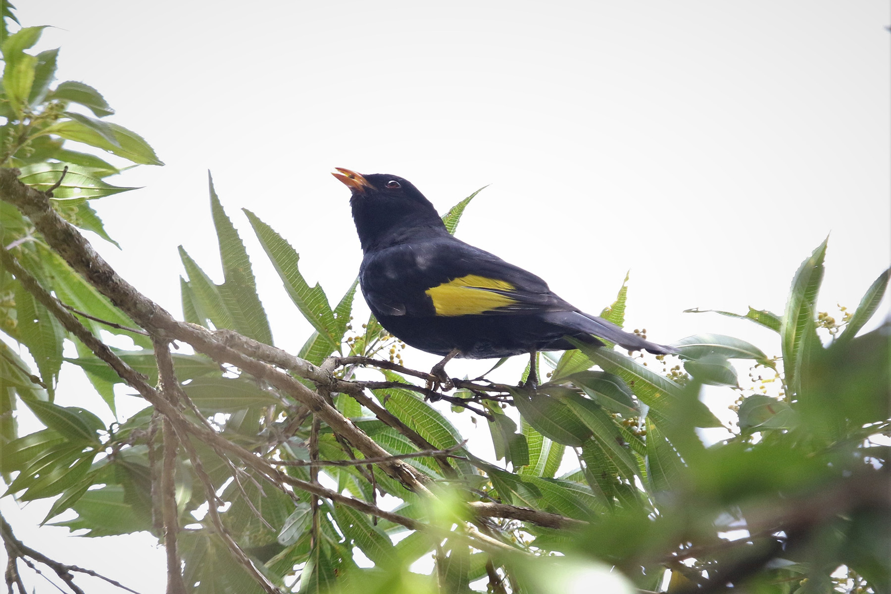 Black-and-gold Cotinga (image by Fito Downs)