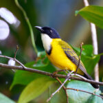 Black-chinned Whistler (image by Andrew Wilson)