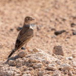 Black-crowned Sparrow-Lark (image by John McLoughlin)