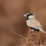 Black-crowned Sparrow-Lark (image by Hannu Jännes)