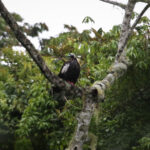 Black-fronted Piping Guan (image by Fito Downs)