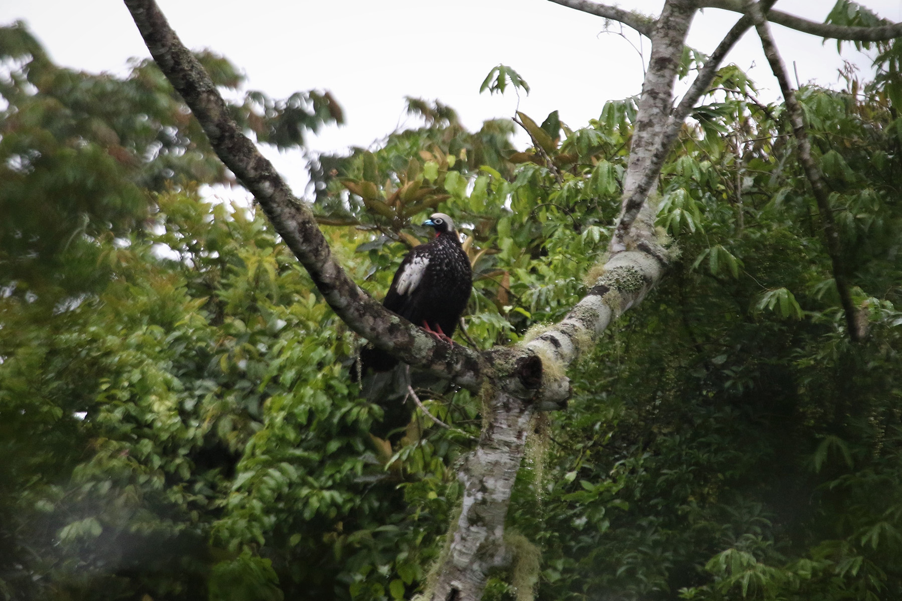 Black-fronted Piping Guan (image by Fito Downs)