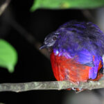 Black-headed Pitta (image by Yeo Siew Teck)