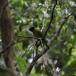 Black-hooded Berryeater (image by Fito Downs)