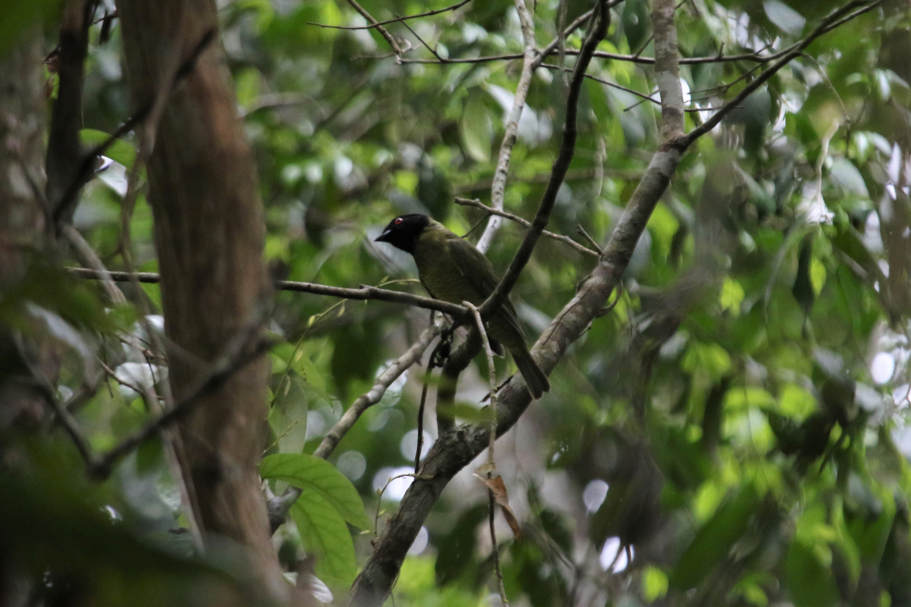 Black-hooded Berryeater (image by Fito Downs)