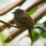 Black-streaked Puffbird (image by Leonardo Garrigues)