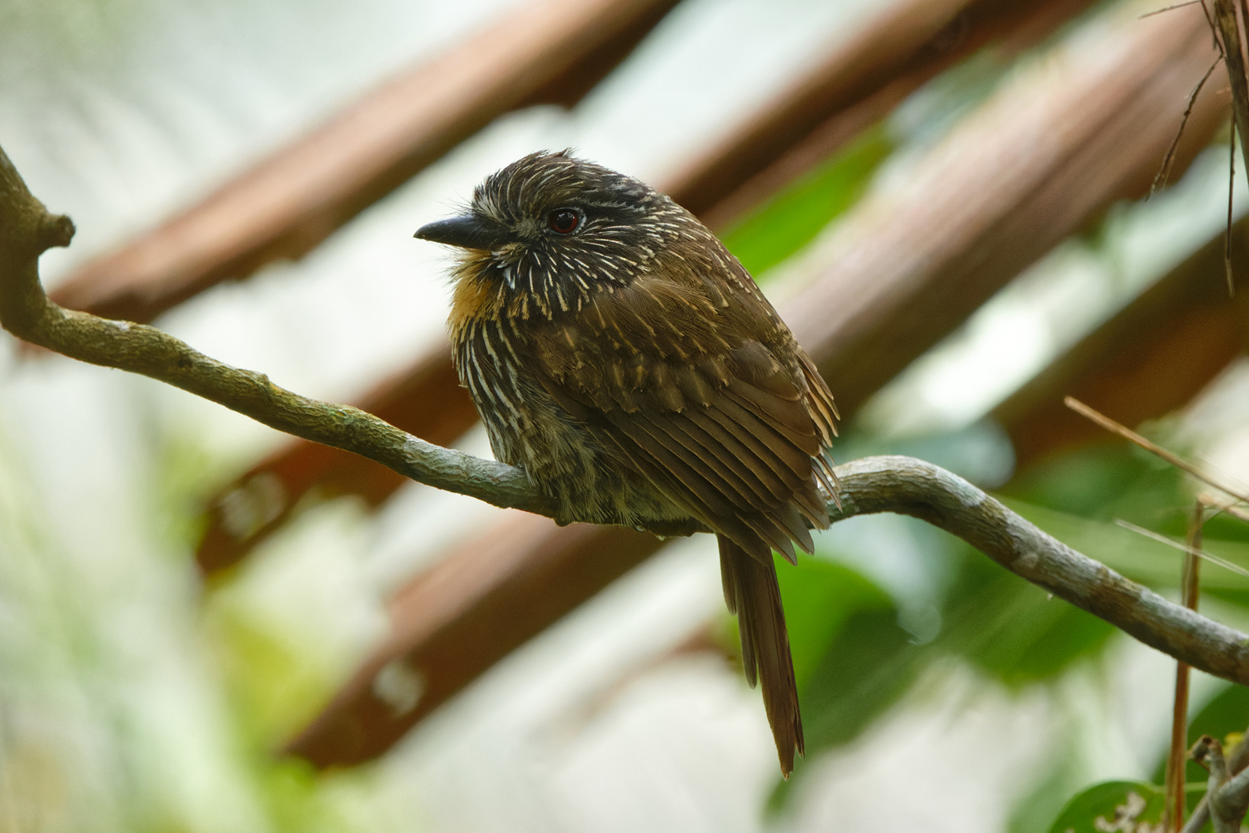 Black-streaked Puffbird (image by Leonardo Garrigues)