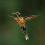 Black-throated Hermit (image by Leonardo Garrigues)