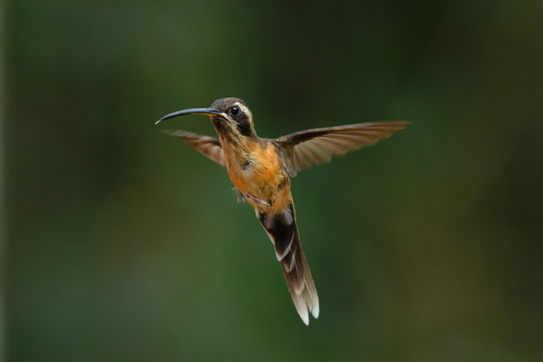 Black-throated Hermit (image by Leonardo Garrigues)