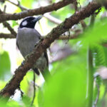 Black-throated Shrikebill, Viti Levu (image by János Oláh)