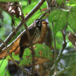 Black-throated Wren-Babbler (image by Yeo Siew Teck)