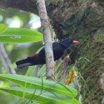 Black Oriole (image by Wayne Paes)