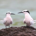Black-naped Terns, Kadavu (image by János Oláh)