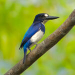 Blue-and-white Kingfisher (image by Craig Robson)