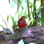 Blue Banded Pitta (image by Wayne Paes)