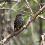 female Blue-billed Black Tyrant (image by Fito Downs)
