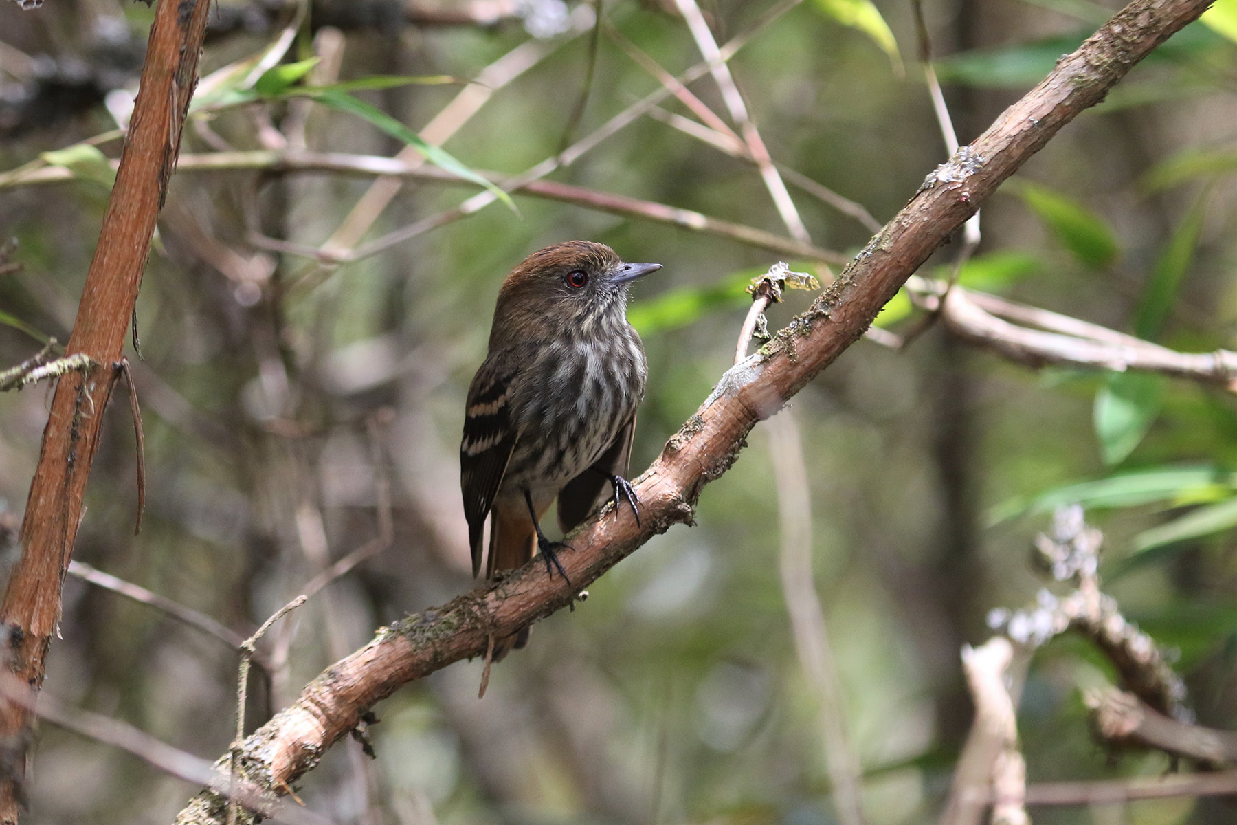 female Blue-billed Black Tyrant (image by Fito Downs)