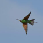 Blue-cheeked Bee-eater (image by Garry Taylor)