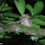 Blyth's Frogmouth (image by Yeo Siew Teck)