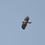 Bonelli's Eagle (image by Garry Taylor)