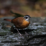 Bornean Black-capped Babbler (image by Yeo Siew Teck)