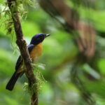 Bornean Blue Flycatcher (image by Yeo Siew Teck)