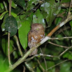 Bornean Frogmouth (image by Wayne Paes)