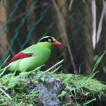 Bornean Green Magpie (image by Yeo Siew Teck)