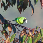 Bornean Leafbird (image by Yeo Siew Teck)