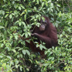 Bornean Orangutan (image by Yeo Siew Teck)