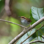 Bornean Stubtail (image by Yeo Siew Teck)