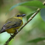 Bornean Whistler (image by Yeo Siew Teck)