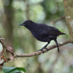 Bornean Whistling Thrush (image by Yeo Siew Teck)