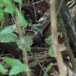 Bornean Wren-Babbler (image by Yeo Siew Teck)